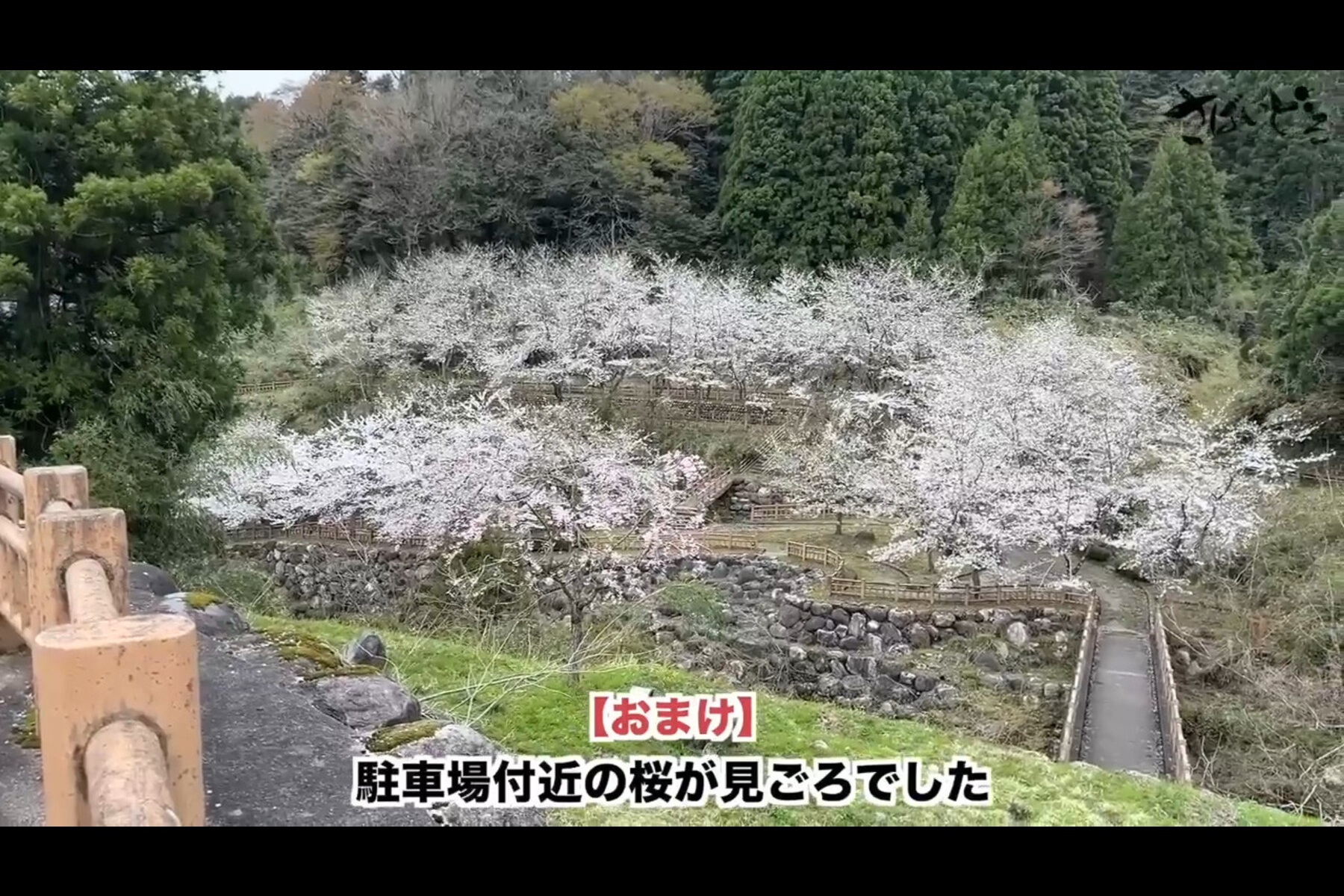 登山口脇の駐車場から見える桜