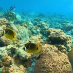 【画像】人混みを避けてリラックス！　透明な海と魚たちに癒されるプライベートビーチの魅力 〜 画像1