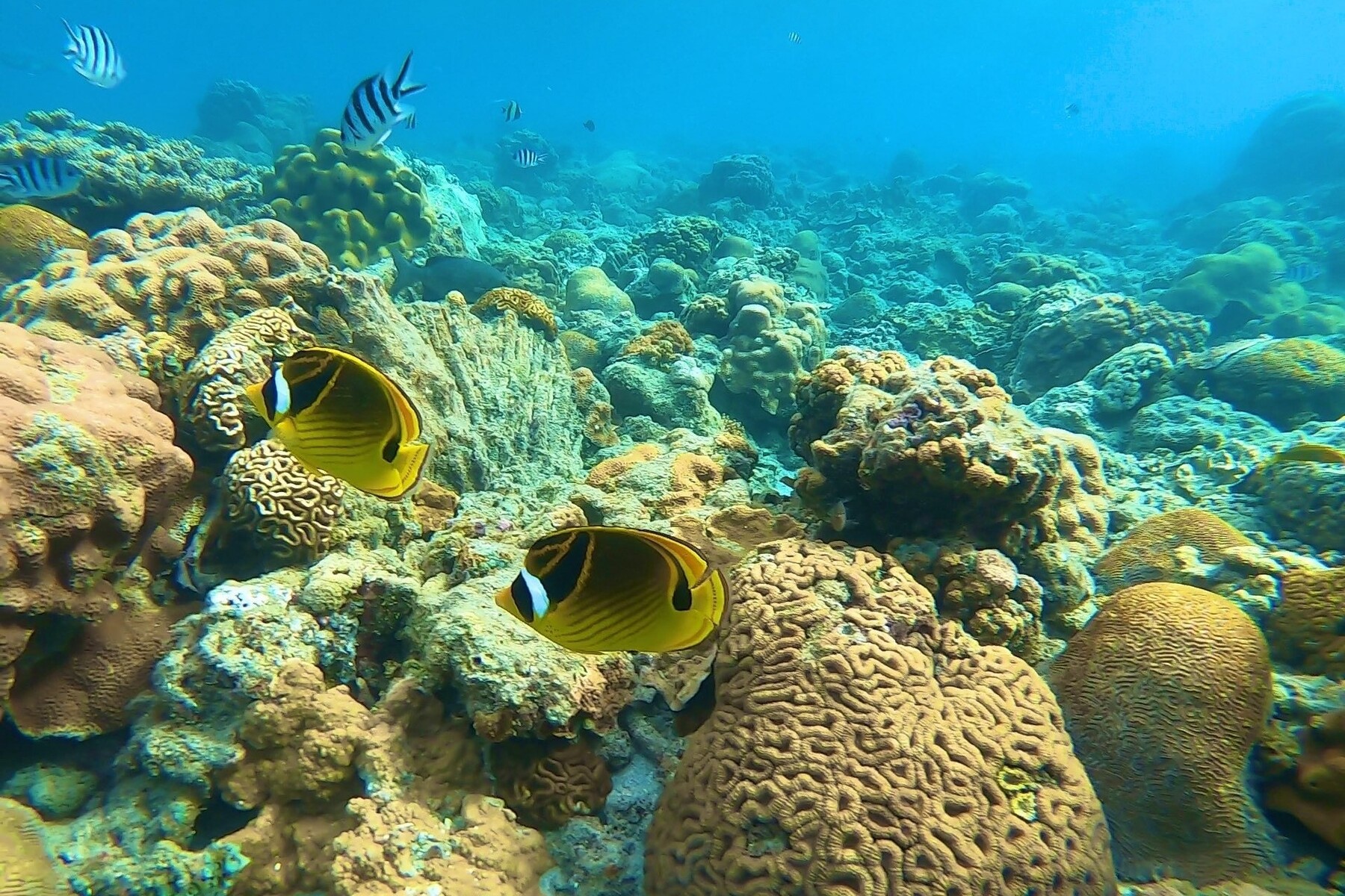 浅瀬の海中を泳ぐ熱帯魚