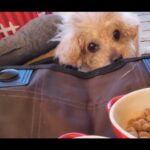 【画像】愛犬を新車に乗せ、標高約1300mの絶景「花の里キャンプ場」へ！　長野「ツルヤ」の絶品ラーメンも堪能 〜 画像1