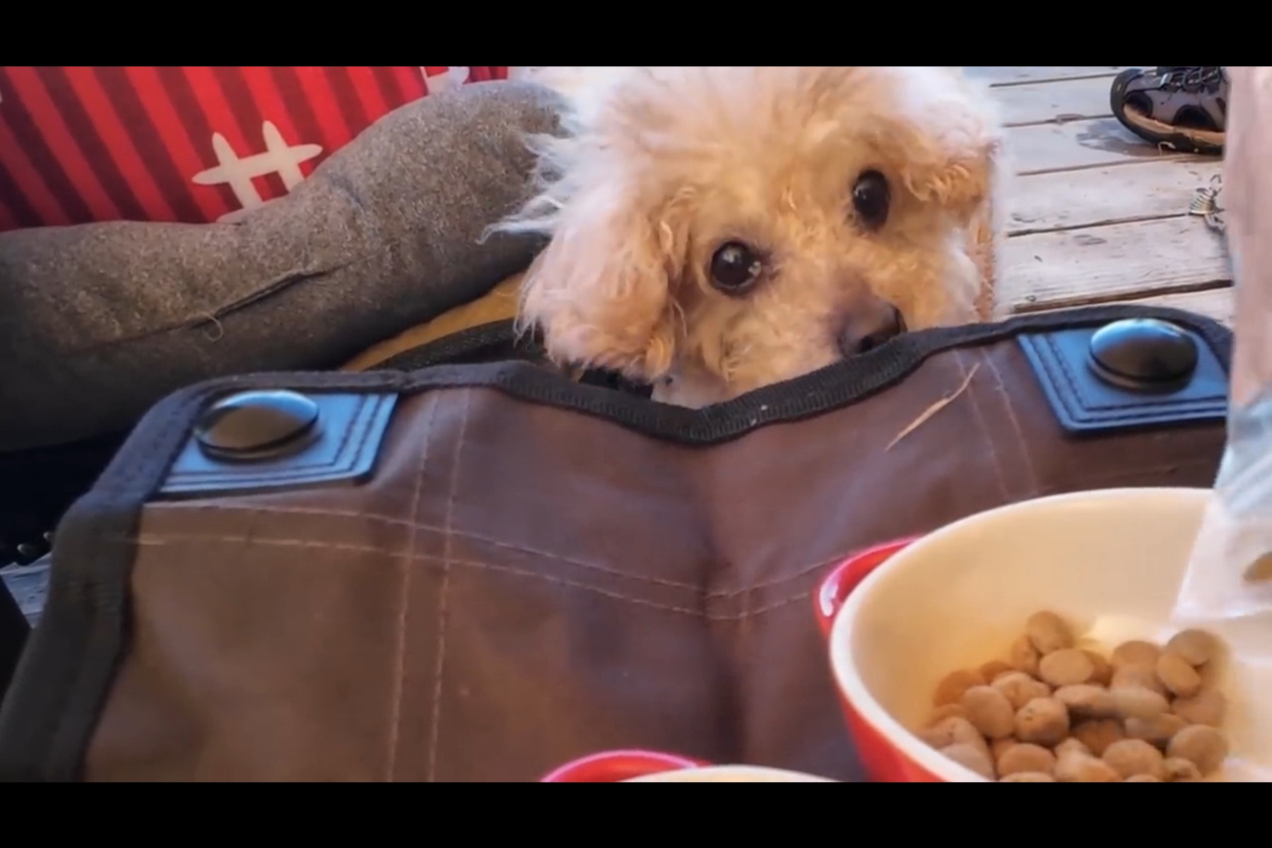 あずきDXさんの愛犬あずきちゃん