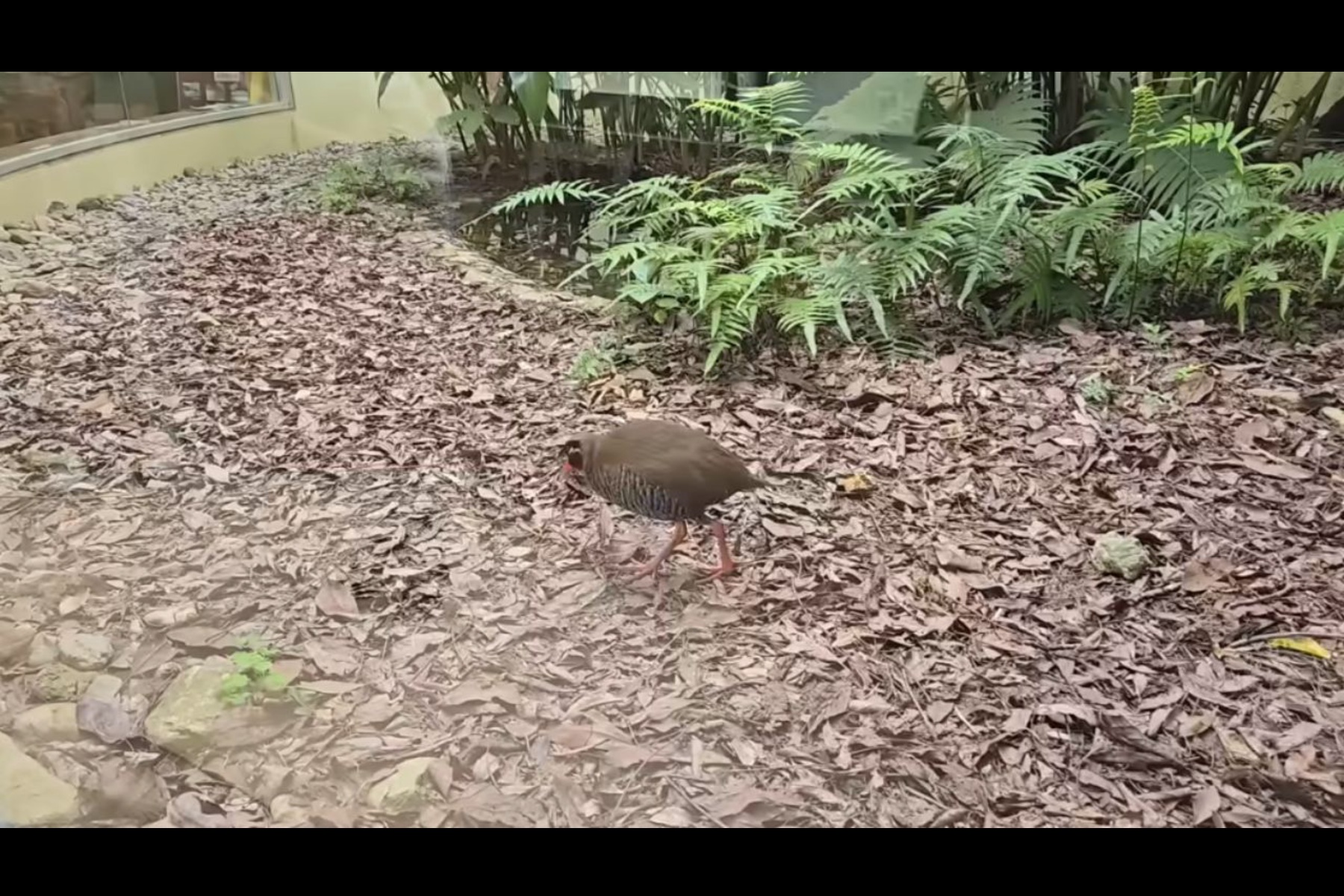 安田くいなふれあい公園内の「クイナの森」で飼育されているヤンバルクイナ