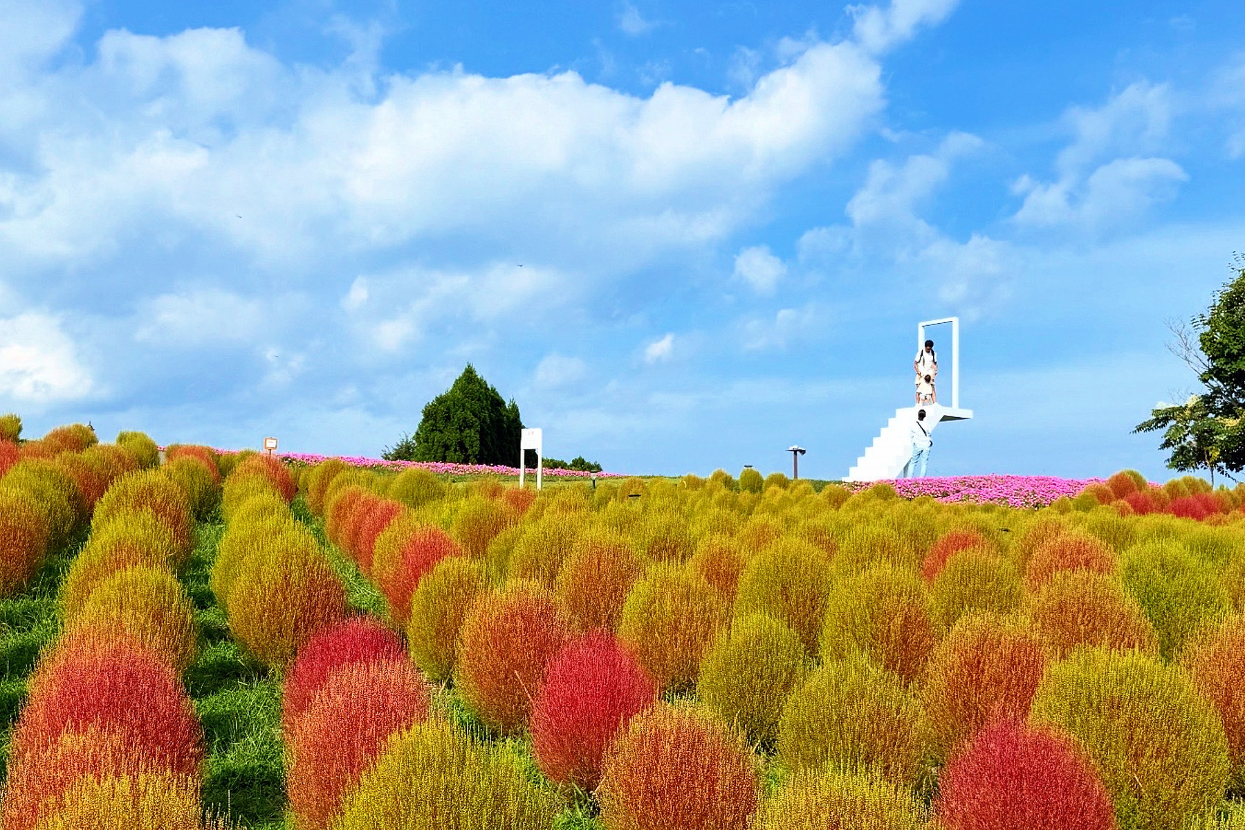 びわこ箱館山のコキア