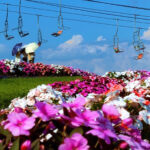 【画像】「コキアの紅葉」が東西で見頃　ひたち海浜公園の約4万本はピーク、びわこ箱館山も色づき進む 〜 画像1