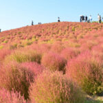 【画像】「コキアの紅葉」が東西で見頃　ひたち海浜公園の約4万本はピーク、びわこ箱館山も色づき進む 〜 画像1