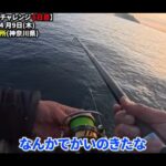 【画像】コブダイ70cm・6.7kgを三浦半島の海釣り公園で！「糸を切られ続けた7日間」の末に 〜 画像1