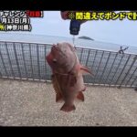 【画像】コブダイ70cm・6.7kgを三浦半島の海釣り公園で！「糸を切られ続けた7日間」の末に 〜 画像1