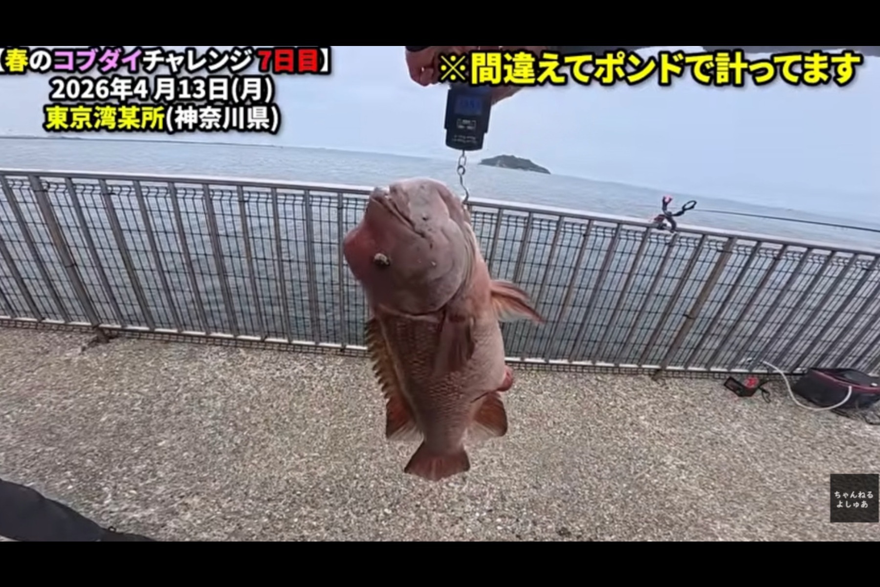 三浦半島の海釣り公園で釣り上げたコブダイ