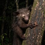 【画像】日本で1カ所だけ！　アイアイやコモドドラゴンなど“国内唯一”の動物4種と会える施設 〜 画像1