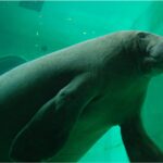 【画像】日本で1カ所だけ！　アイアイやコモドドラゴンなど“国内唯一”の動物4種と会える施設 〜 画像1