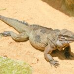 【画像】日本で1カ所だけ！　アイアイやコモドドラゴンなど“国内唯一”の動物4種と会える施設 〜 画像1