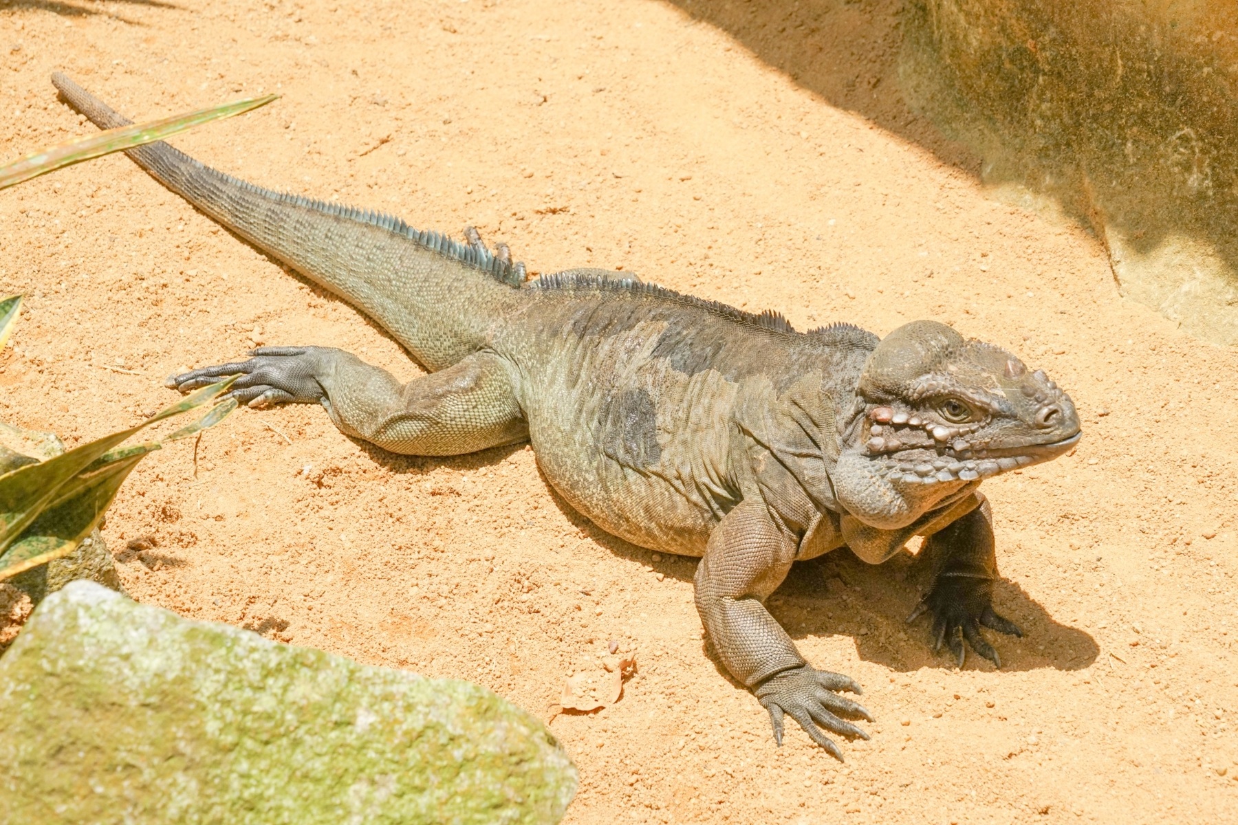 コモドドラゴンの名で親しまれる「コモドオオトカゲ」