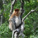 【画像】日本で1カ所だけ！　アイアイやコモドドラゴンなど“国内唯一”の動物4種と会える施設 〜 画像1