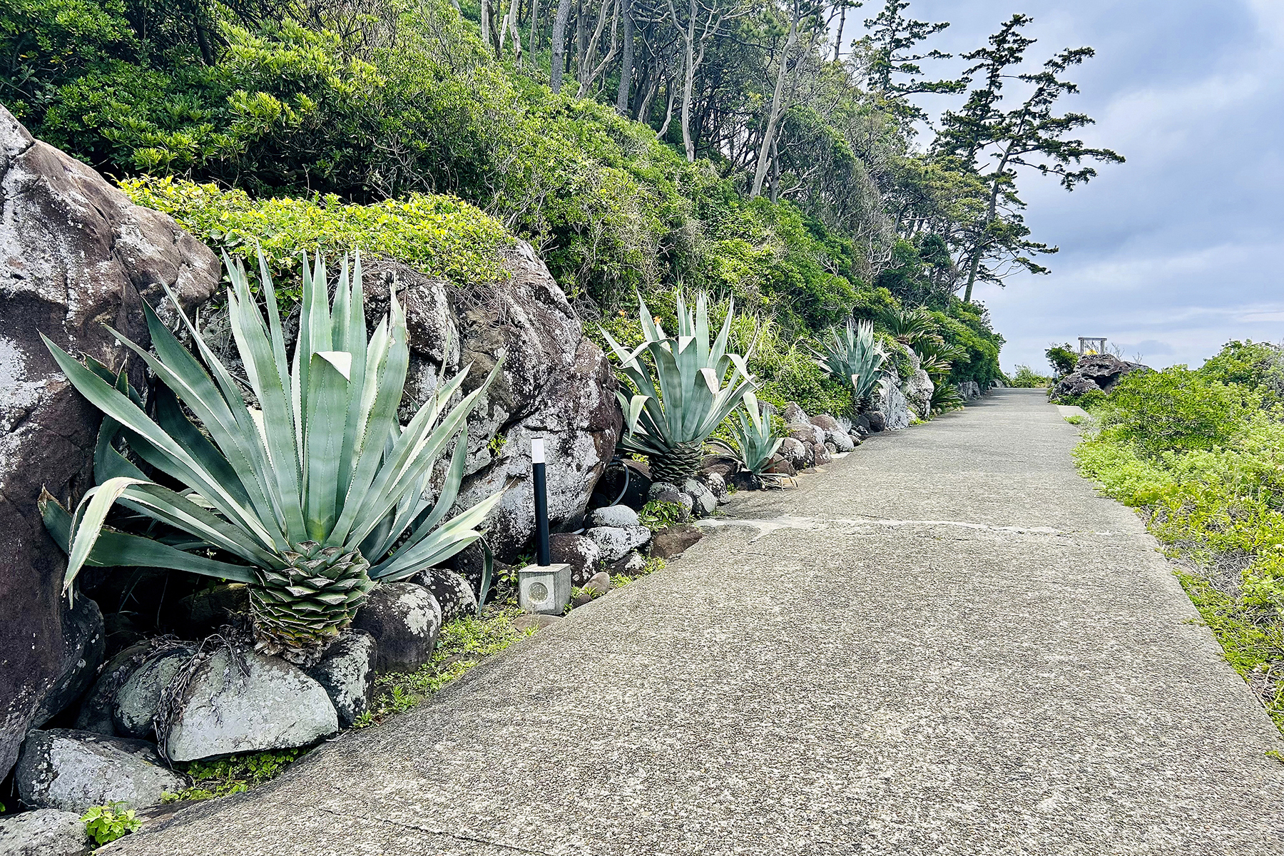 初島にある竜舌蘭（リュウゼツラン）の小路